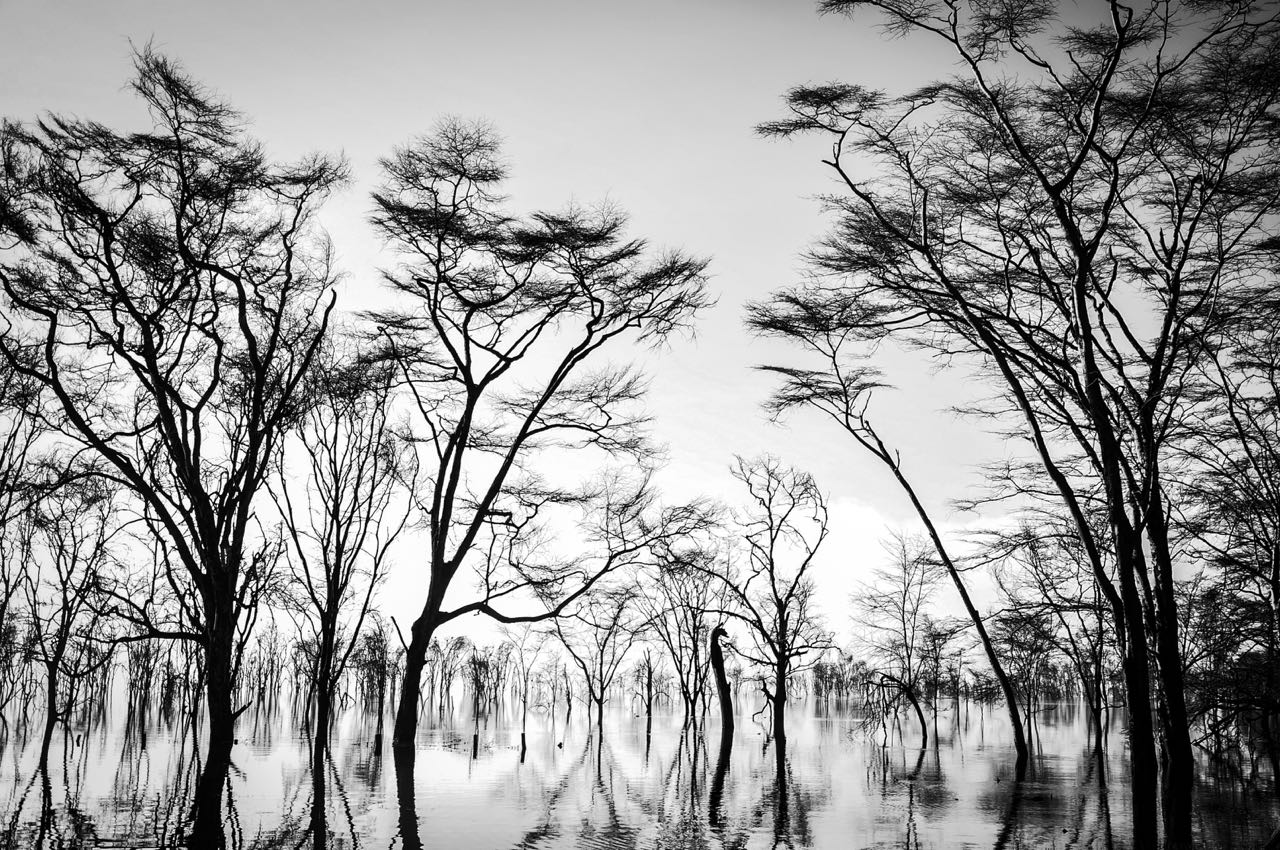 Jaison Mandapathil Photography Silent Nature